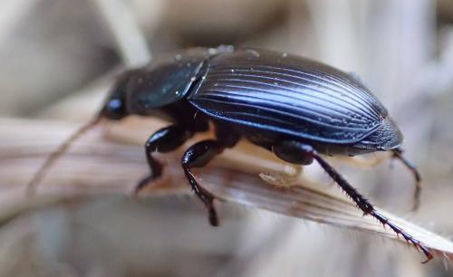 Réf. 181 409 : Harpalus dimidiatus